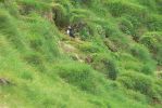 PICTURES/PUFFINS - Helmaey Island/t_Puffins (23).JPG
